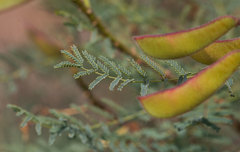 Erythrostemon gilliesii