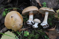 Cortinarius talus