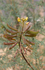 Erythrostemon gilliesii