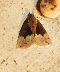 Hypena bijugalis