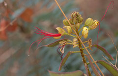 Erythrostemon gilliesii