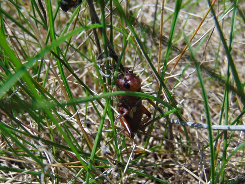 svrček poľný (Gryllus campestris)