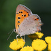 Small Copper - Photo (c) scarabaeus_58, some rights reserved (CC BY-NC)