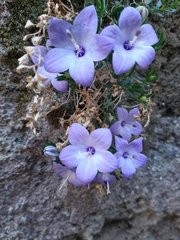 Campanula fragilis fragilis