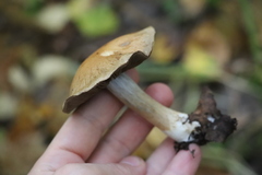 Thaxterogaster porphyropus