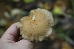 Thaxterogaster porphyropus