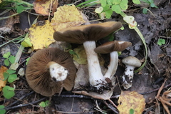 Thaxterogaster porphyropus