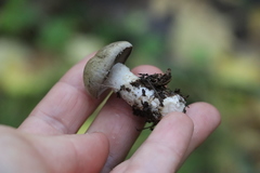 Thaxterogaster porphyropus