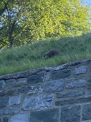 Marmota monax