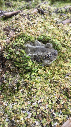 Great Basin Spadefoot