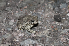 Anaxyrus compactilis