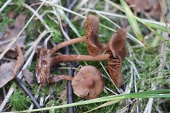Cortinarius parvannulatus