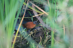 Laterallus ruber