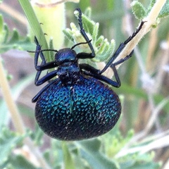 Cysteodemus wislizeni