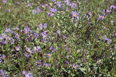 Aster amellus bessarabicus