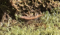 Stratiomys longicornis