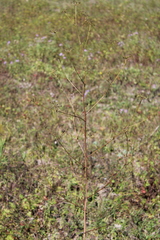 Peucedanum alsaticum