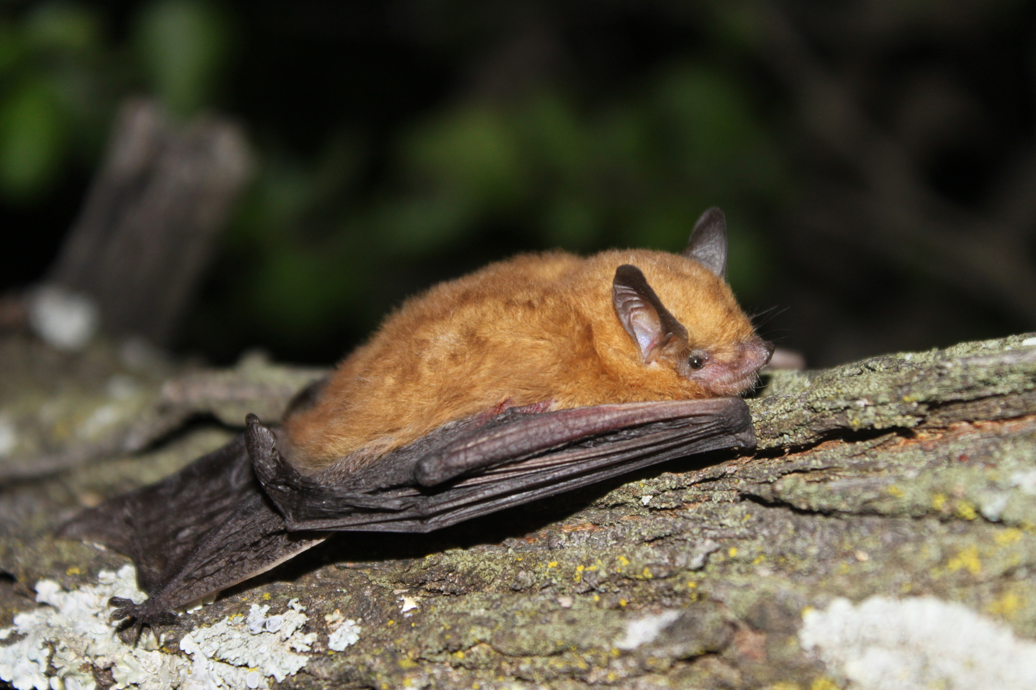 Rhogeessa alleni Thomas, 1892