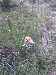 Tigridia illecebrosa