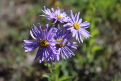 Aster amellus bessarabicus