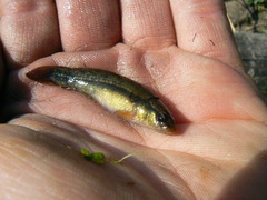 Umbra pygmaea