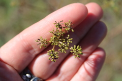Peucedanum alsaticum