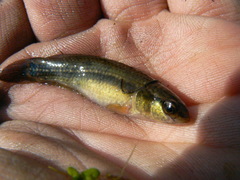 Umbra pygmaea
