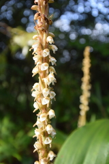 Peristylus plantagineus