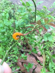 Phragmidium rosae-multiflorae