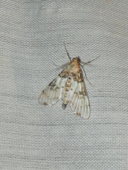Azochis rufidiscalis