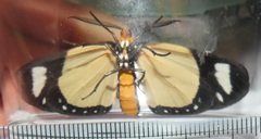 Scopula libyssa