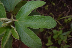 Decaschistia trilobata