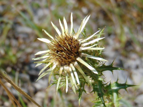 krasovlas obyčajný (Carlina vulgaris)