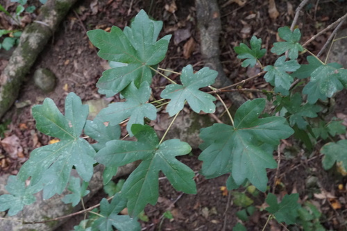 Acer campestre