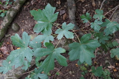 Field maple (Acer campestre): origin and uses — photo 2