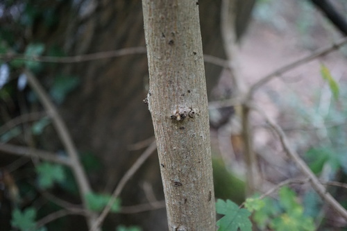 Acer campestre