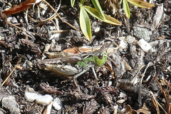 Stenobothrus ursulae