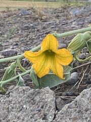 Cucurbita palmata