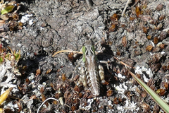 Stenobothrus ursulae