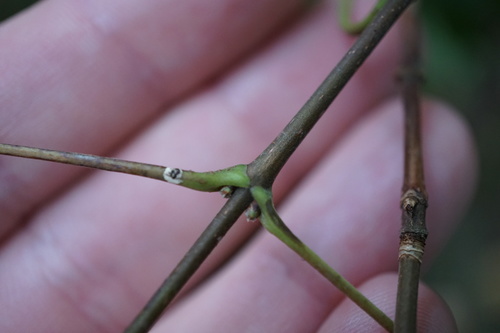 Acer campestre