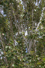 Populus alba