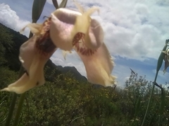 Tigridia illecebrosa