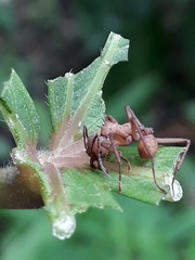 Acromyrmex octospinosus