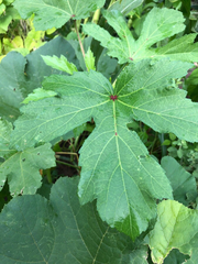 Abelmoschus esculentus