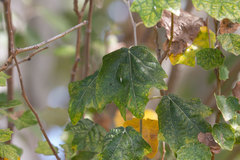 Populus alba