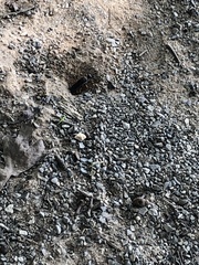 Auplopus mellipes
