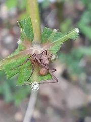 Acromyrmex octospinosus