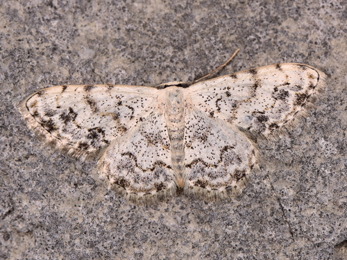 Scopula vigilata thumbnail
