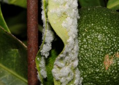 Aleurothrixus floccosus