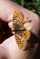 Boloria epithore